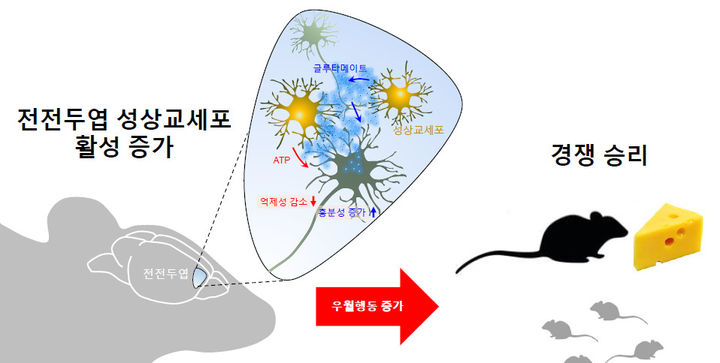 [서울=뉴시스] 뇌를 구성하는 신경교세포에 의한 정서 및 사회성 행동 조절의 기전을 규명한 이성중 서울대 교수가 9월 과학기술인상에 선정됐다. (사진=과기정통부 제공) *재판매 및 DB 금지