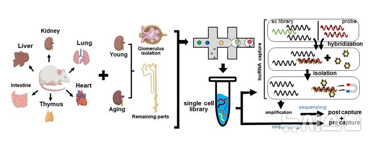 [광주=뉴시스]6개의 조직 및 노화 신장에서 단일세포 분석 기술과 타깃 기술을 융합한 분석 모식도.