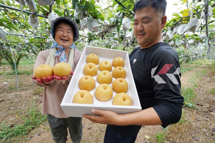 [해남=뉴시스]북일면 갈두농원 심은정 농가의 배 수확. (사진=해남군 제공) 2024.09.04. photo@newsis.com *재판매 및 DB 금지