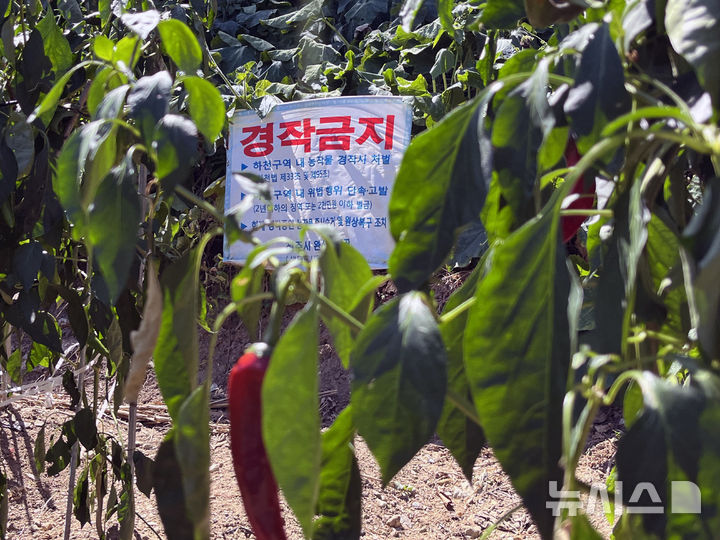 [전주=뉴시스] 강경호 기자 = 4일 전북 전주시 효자동 인근의 삼천변 토지에 '불법 경작 금지' 팻말이 세워져 있다. 하지만 이를 아랑곳하지 않은 채 토지 인근엔 불법 경작물이 자라고 있다. 2024.09.04. lukekang@newsis.com