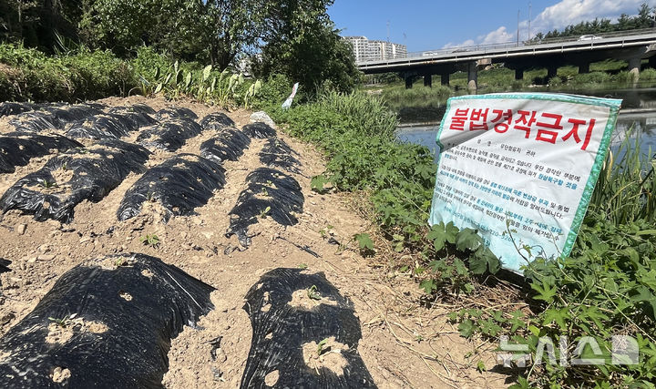 [전주=뉴시스] 강경호 기자 = 4일 전북 전주시 효자동 인근의 삼천변 토지에 '불법 경작 금지' 팻말이 세워져 있다. 하지만 이를 아랑곳하지 않은 채 토지 인근엔 불법 경작물이 자라고 있다. 2024.09.04. lukekang@newsis.com