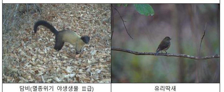 [세종=뉴시스] 장구메기습지에 서식하는 담비, 유리 딱새 사진. (제공=환경부). *재판매 및 DB 금지