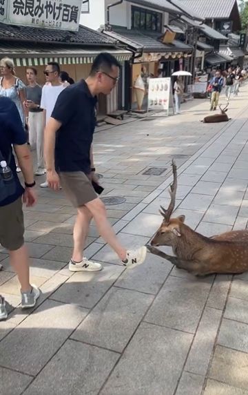 [서울=뉴시스] '사슴 공원'으로 유명한 일본 나라현 나라시 나라 공원에서 한 중국인 관광객이 사슴을 학대했다는 주장이 나와 논란이 일고 있다. (사진=X) *재판매 및 DB 금지