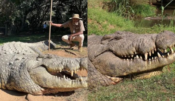 [서울=뉴시스] 세계에서 가장 나이가 많은 악어 '헨리' (사진=X) *재판매 및 DB 금지