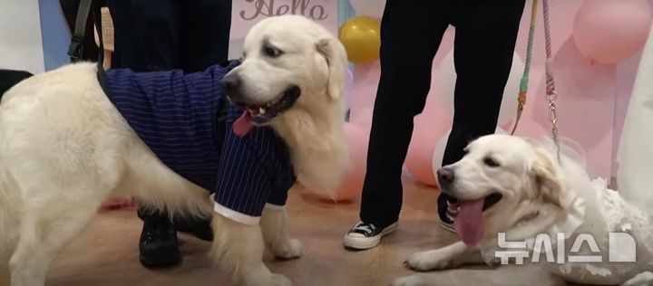 [서울=뉴시스] 결혼과 출산율 하락으로 중국 내 인구가 감소세를 보이는 가운데 반려동물 결혼식이 증가하고 있다. (사진=SCMP) *재판매 및 DB 금지