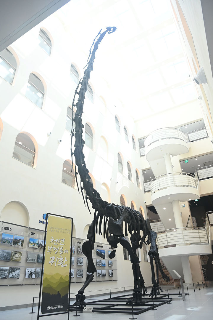 [부산=뉴시스] 국립부경대 청운관 내 박물관에 재전시된 세계 첫 한글 이름 공룡 '부경고사우루스'. (사진=국립부경대 제공) *재판매 및 DB 금지