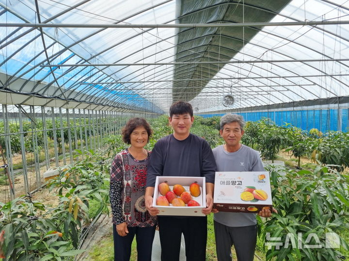 [포항=뉴시스] 송종욱 기자 = 올해 추석 선물로 경북 포항에서 생산된 '애플망고', 백향과'가 344만 유튜버 '흥삼이네'와 협업 홍보로 큰 인기를 끌고 있다. 사진은 포항의 한 애플망고 농장에서 농업인이 수확한 애플망고를 상자에 담아 보이고 있다. (사진=포항시 제공) 2024.09.10. photo@newsis.com 