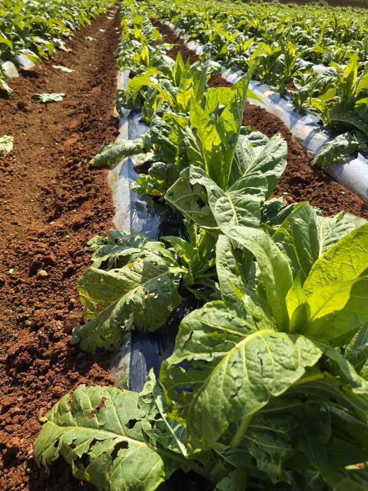 지난 5월 고창지역에 내린 우박으로 인해 재배 중이던 담배 잎들에 피해가 발생한 모습이다. *재판매 및 DB 금지