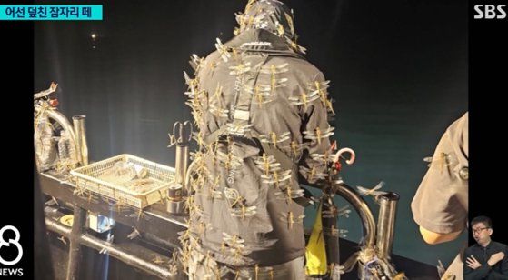 [서울=뉴시스] 10일 JIBS 제주방송에 따르면 지난 8일 제주도 김녕 새벽 3km 해상에 띄워져 있던 배 위에 눈 앞을 가득 메울 정도로 많은 수의 잠자리가 날아들었다. (사진=SBS 보도 캡처) *재판매 및 DB 금지