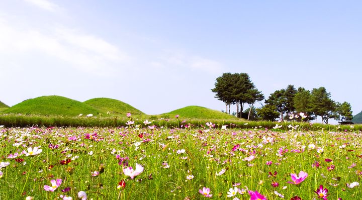[의성=뉴시스] 국가유산으로 지정된 경북 의성군 조문국사적지에 코스모스가 만개해 있다. (사진=뉴시스 DB). photo@newsis.com *재판매 및 DB 금지