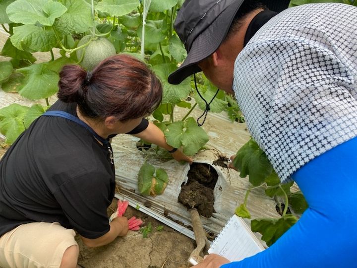 군산시농업기술센터가 멜론 시설하우스에서 피트모스 교체 재배 농법의 효과를 확인하고 있다. (사진=기술센터 제공) *재판매 및 DB 금지