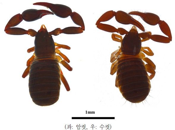 [세종=뉴시스] 지난 2022년 7월 충남 서산시 간월도 바닷가에서 새롭게 발견된 해안광택전갈붙이. (자료=국립생물자원관) *재판매 및 DB 금지