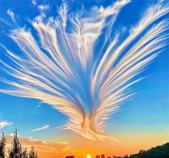 [서울=뉴시스] 11일(현지시각) 중국 매체 차이나프레스 등에 따르면 지난 9일 새벽 6시께 중국 후베이성 황스시 지역의 하늘에서 거대한 봉황 모양의 구름이 포착됐다. (사진=차이나프레스 캡처) *재판매 및 DB 금지