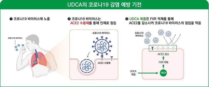 [서울=뉴시스] UDCA의 코로나19 감염 예방 기전 (사진=대웅제약 제공) 2024.09.12. photo@newsis.co *재판매 및 DB 금지