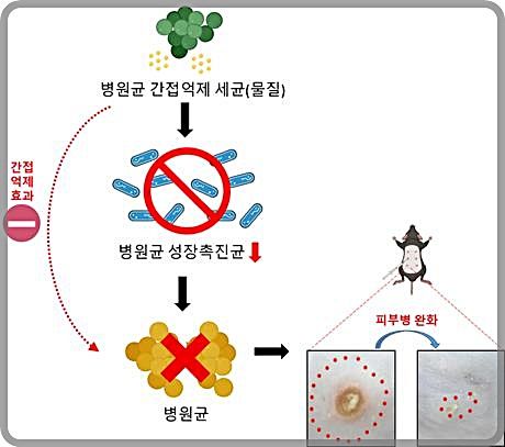 [대전=뉴시스] 생명연구원이 마스크 병원균을 직접 억제하는 대신 병원균 성장촉진균 억제를 통해 간접적으로 피부병을 개선할 수 있다는 사실을 규명했다.(사진=생명연구원 제공) *재판매 및 DB 금지