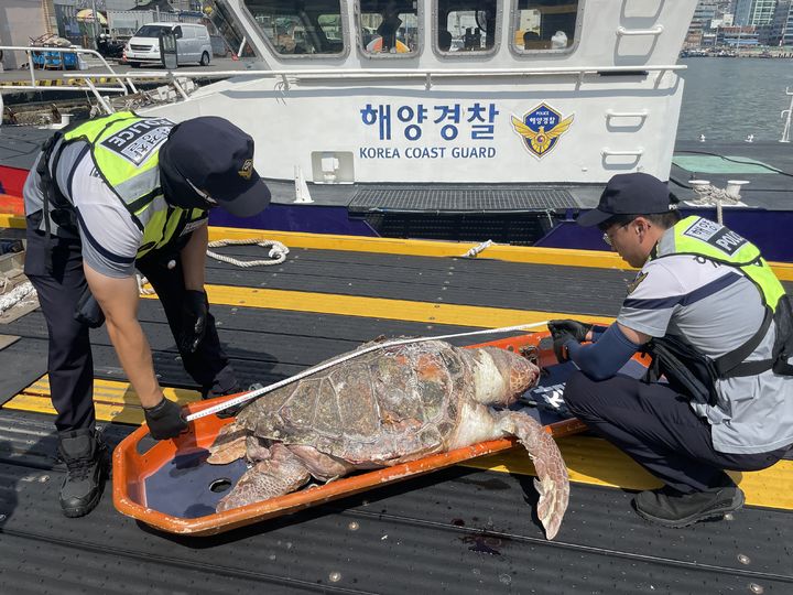 [부산=뉴시스] 13일 부산해경이 자갈치 공동어시장에서 발견된 붉은바다거북 사체의 길이를 측정하고 있다. (사진=부산해양경찰서 제공) 2024.09.13. photo@newsis.com *재판매 및 DB 금지