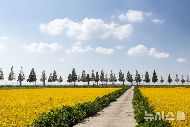 [김제=뉴시스] 김민수 기자= 김제 죽산메타세콰이어길.  *재판매 및 DB 금지