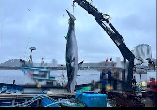 [양양=뉴시스] 양양군 기사문항 인근 해상에서 혼획된 밍크고래. (사진=속초해경 제공) *재판매 및 DB 금지