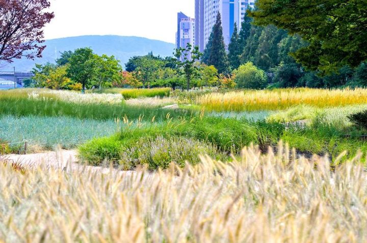 [울산=뉴시스] 울산 태화강 둔치를 따라 조성된 태화강 그라스정원 일대에 가을의 정취를 물씬 풍기는 그라스가 만발해 시민들의 눈길을 사로잡고 있다. (사진=울산 남구 제공) photo@newsis.com *재판매 및 DB 금지