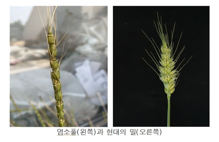 염소풀(왼쪽)과 현대의 밀(오른쪽). (사진 = 농촌진흥청 제공) 2024.09.19.  *재판매 및 DB 금지