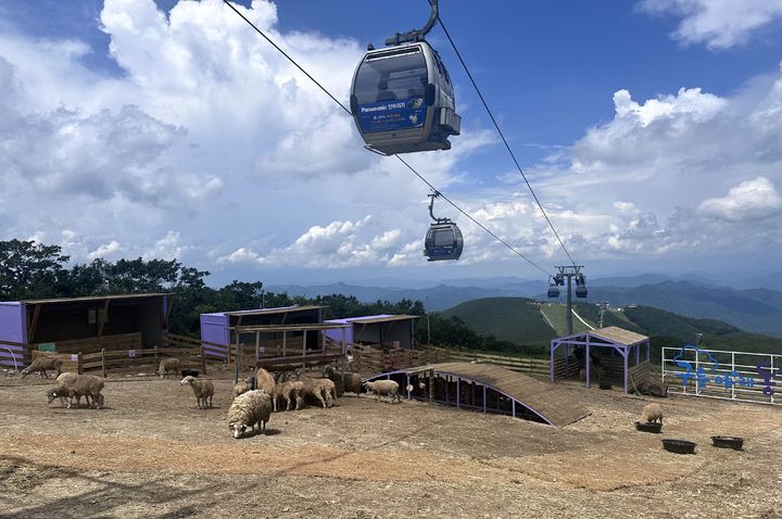 하이원 운탄고도 케이블카와 하이원 구름아래 동물농장. *재판매 및 DB 금지