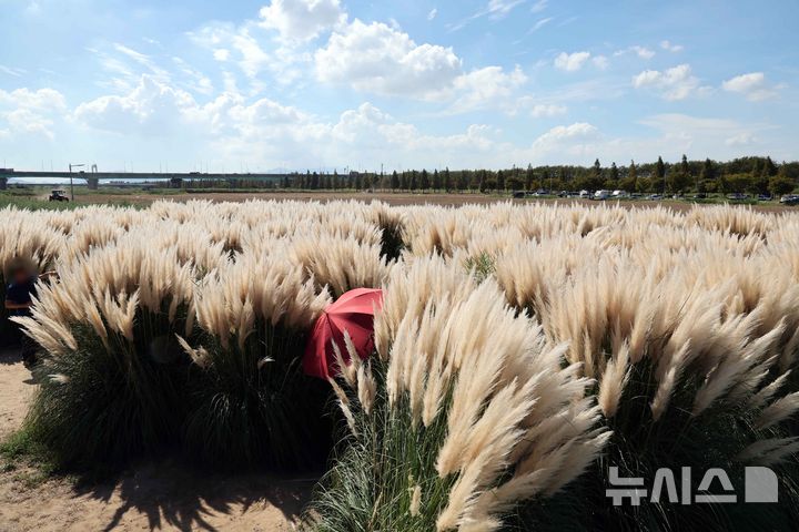 [부산=뉴시스] 하경민 기자 = 폭염경보가 발효 중인 19일 부산 강서구 대저생태공원을 찾은 시민들이 서양 억새라 불리는 팜파스 그라스를 둘러보고 있다. 2024.09.19. yulnetphoto@newsis.com