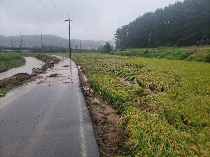 [서산=뉴시스] 21일 집중호우로 충남 서산시 인지면 화수천이 범람한 가운데 주변 농지에 도복 피해가 발생했다. (사진=서산시 제공) 2024,09.21. *재판매 및 DB 금지