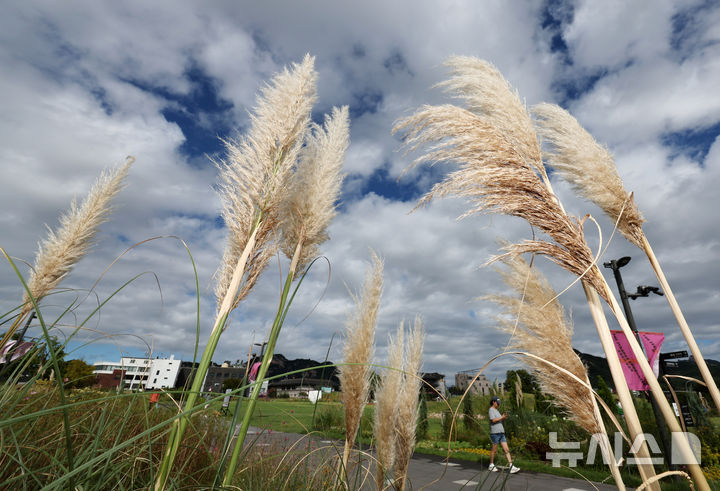 [서울=뉴시스] 배훈식 기자 = 절기 상 낮과 밤의 길이가 같아진다는 추분(秋分)인 22일 오전 서울 종로구 열린송현 녹지광장에 갈대가 바람에 날리고 있다. 2024.09.22. dahora83@newsis.com