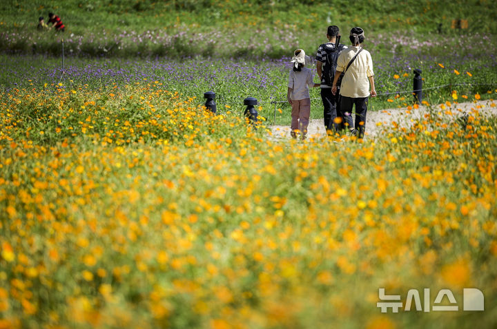 [서울=뉴시스] 정병혁 기자 = 낮과 밤의 길이가 같아지는 절기 추분인 22일 서울 동대문구 지식의꽃밭을 찾은 시민들이 활짝 핀 황화코스모스 사이를 걷고 있다. 2024.09.22. jhope@newsis.com