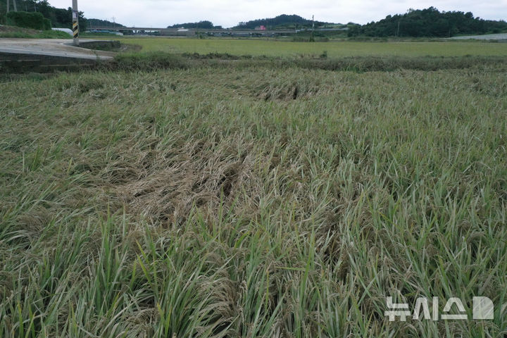 [해남=뉴시스] 이영주 기자 = 시간당 최대 101㎜ 폭우 피해를 입은 전남 해남군 문내면 한 논에서 22일 도복 피해와 벼멸구 피해가 동시에 보이고 있다. 2024.09.22. leeyj2578@newsis.com