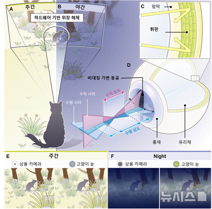 [광주=뉴시스]고양이 눈의 구조적 및 기능적 특징.