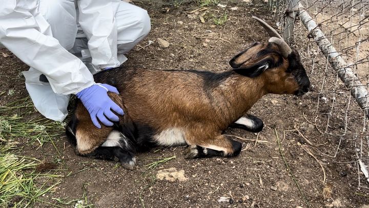 연천군서 국내 첫 염소 '보툴리즘' 진단(사진 = 경기도 북부청 제공) *재판매 및 DB 금지