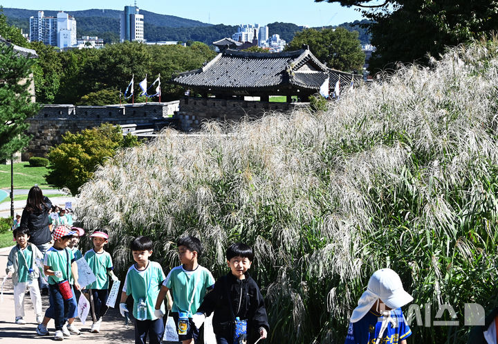 [수원=뉴시스] 김종택 기자 = 화창한 날씨를 보인 23일 경기도 수원시 팔달구 화서공원을 찾은 어린이들이 은빛 물결이 출렁이는 억새길을 거닐며 가을 정취를 만끽하고 있다. 2024.09.23. jtk@newsis.com