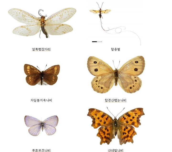 [세종=뉴시스] 일본 규슈대학교에서 보관된 석주명 선생 나비표본. (자료=국립생물자원관).  *재판매 및 DB 금지