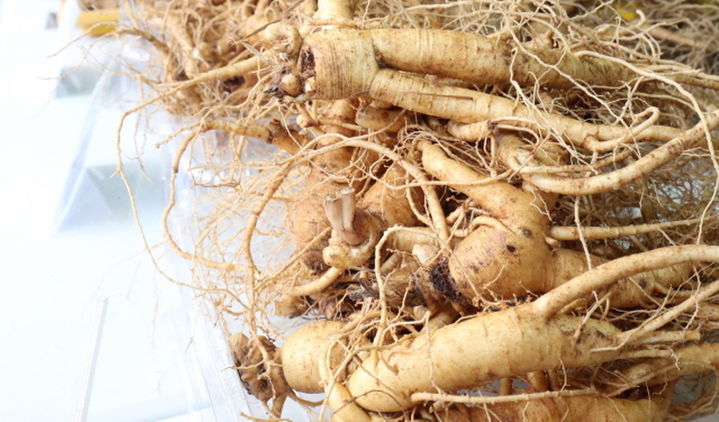 농진청, 청년 농업인 대상 '미래형 인삼 신기술 교육'