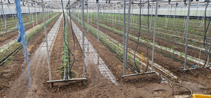 [진주=뉴시스] 집중호우로 인한 시설채소 침수피해. (사진=뉴시스 DB). photo@newsis.com *재판매 및 DB 금지