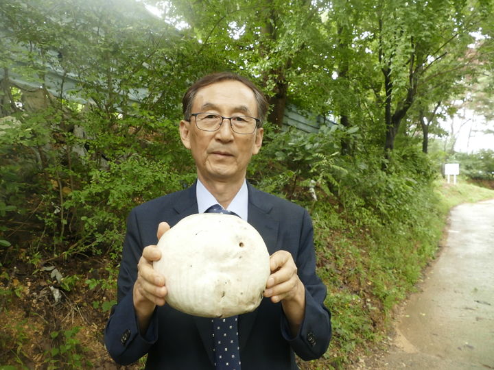 [울산=뉴시스] 구미현 기자 = 울산시민 조상제씨가 22일 울산 울주군 구영리에서 자신이 발견한 댕구알버섯을 들고 기념촬영을 하고 있다. 댕구알버섯은 2016년 이후 8년만에 울산에서 발견됐다. 2024.09.25. (울산시 제공) photo@newsis.com *재판매 및 DB 금지