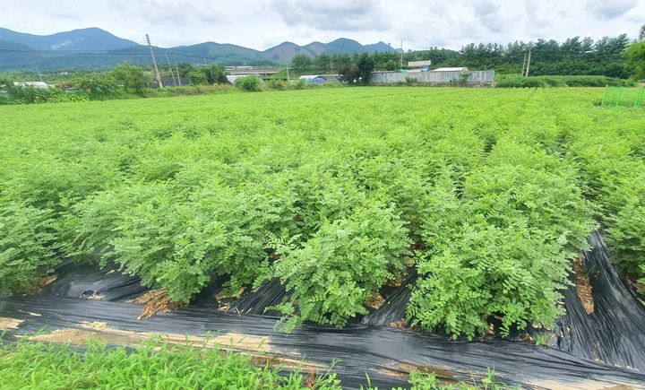 [세종=뉴시스] 농촌진흥청은 민·관·학 협업을 통해 대표 약용작물 '감초'의 유전체를 해독하고 품종 진화의 실체를 밝히는 데 성공했다고 30일 밝혔다. 사진은 신품종 감초. 2025.04.30. photo@newsis.com, *재판매 및 DB 금지