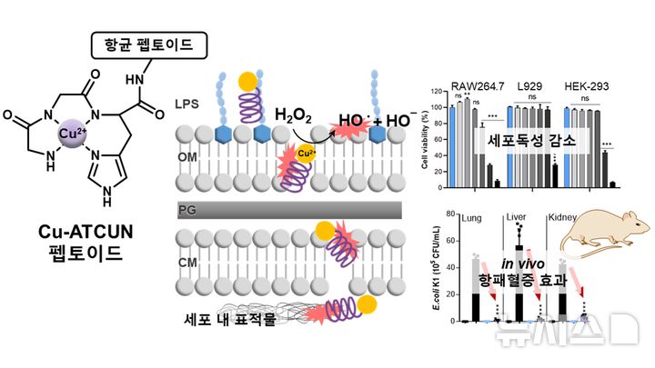 [광주=뉴시스]Cu-ATCUN 항균 촉매 펩토이드 모식도와 항균 작용 메커니즘 및 동물모델 항균 효과 유효성 검증.