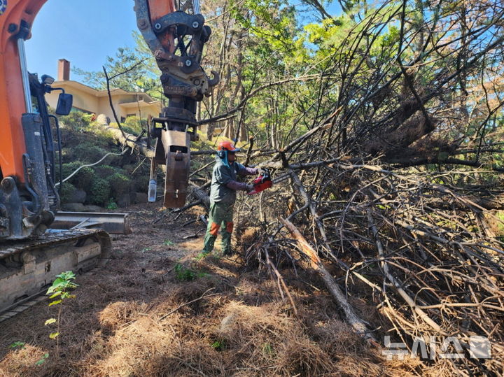 [포항=뉴시스] 송종욱 기자 = 경북 포항시는 다음 달 1일부터 내년 3월까지 소나무 재선충병 방제에 행정력을 집중한다. 사진은 소나무 재선충병 방제 현장. (사진=포항시 제공) 2024.09.26. photo@newsis.com