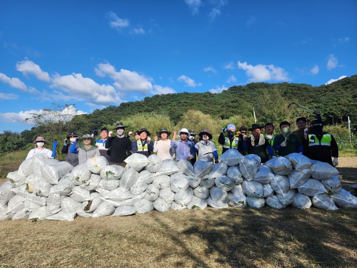 [대구=뉴시스] 대구지방환경청은 칠곡군 낙동강변(칠곡보) 일원에서 가시박, 환삼덩굴 등 생태계교란생물 제거 활동을 했다. (사진=대구지방환경청 제공) 2024.09.26. photo@newsis.com  *재판매 및 DB 금지