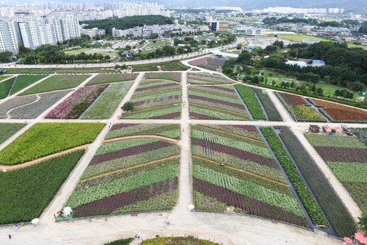 '양주 천만송이 천일홍 축제'가 진행되는 나리농원 전경. *재판매 및 DB 금지