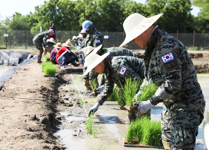 [서울=뉴시스] 합동참모본부는 29일 국군의 날 76주년 계기 해외 파병부대 활동 모습을 공개했다.  한빛부대는 남수단에 파병돼 재건지원과 대민 의료지원, 현지 주민들의 자립을 돕고 있다. 사진은 한빛부대가 남수단의 식량문제를 해결하기 위해 모를 심는 모습. (사진=합동참모본부 제공) 2024.09.29. photo@newsis.com *재판매 및 DB 금지