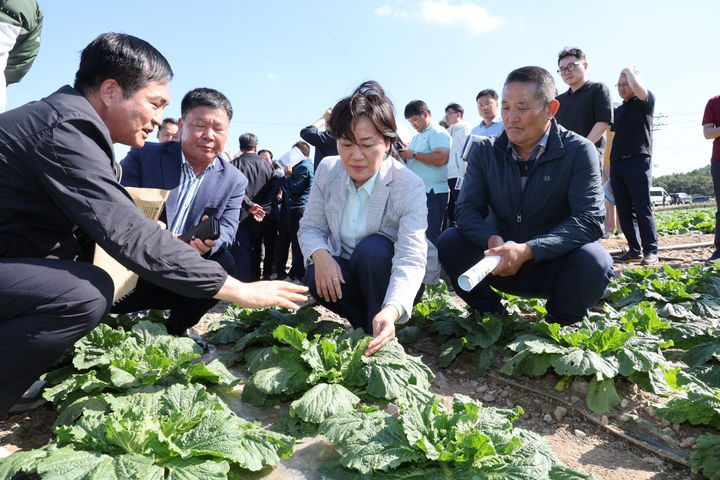 [서울=뉴시스] 조성우 기자 = 송미령 농림축산식품부 장관이 지난달 29일 전남 해안군 일원 배추 밭을 찾아 호우 피해상황과 김장배추 작황을 점검하고 있다. (사진=농림축산식품부 제공) 2024.09.29. photo@newsis.com *재판매 및 DB 금지