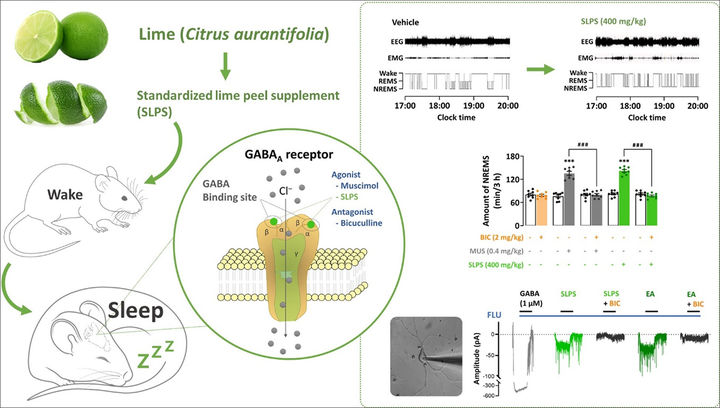 [부산=뉴시스] 국립부경대학교 교원창업기업 '뉴트라잇'이 감귤류 중 하나인 라임의 껍질에서 수면개선 효과와 작용기전을 처음으로 밝혀냈다. (사진=국립부경대 제공) *재판매 및 DB 금지