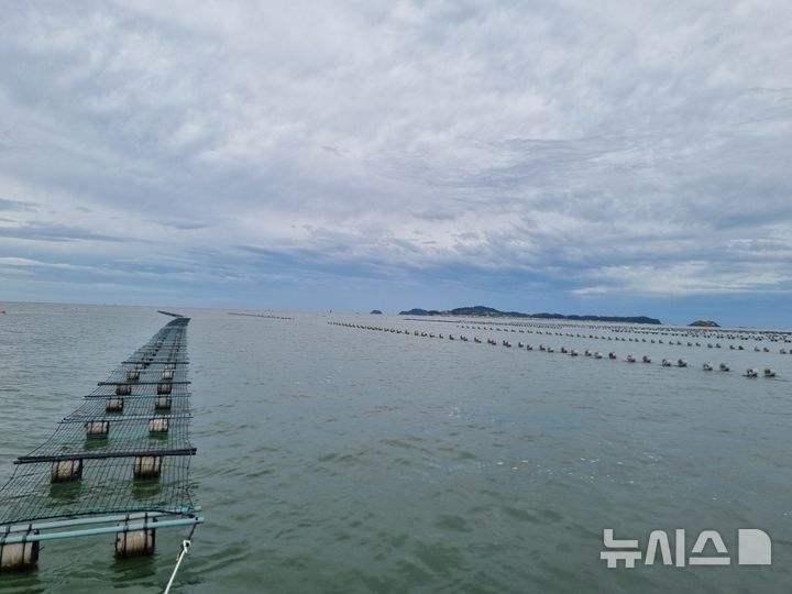 [서울=뉴시스] 부류식 해태(김)양식장.