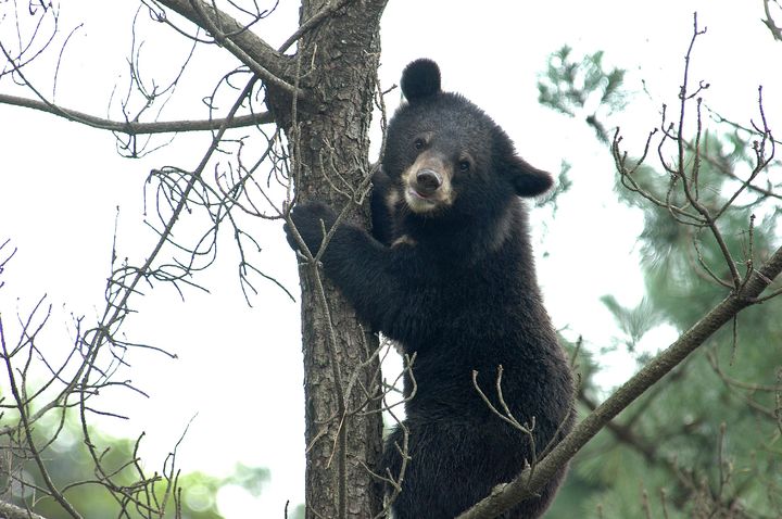 [세종=뉴시스] 반달가슴곰. (사진=환경부 제공). 2024.10.01. photo@newsis.com *재판매 및 DB 금지