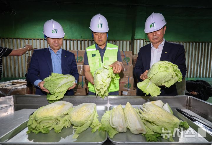 [이천=뉴시스] 김종택 기자 = 30일 오전 경기도 이천시 aT 한국농수산식품유통공사 이천비축기지에서 관계자들이 중국산 신선배추의 상태를 점검하고 있다. 지난 27일 16톤, 5000포기의 중국산 신선배추가 이 기지로 입고됐다. 2024.09.03.  jtk@newsis.com 