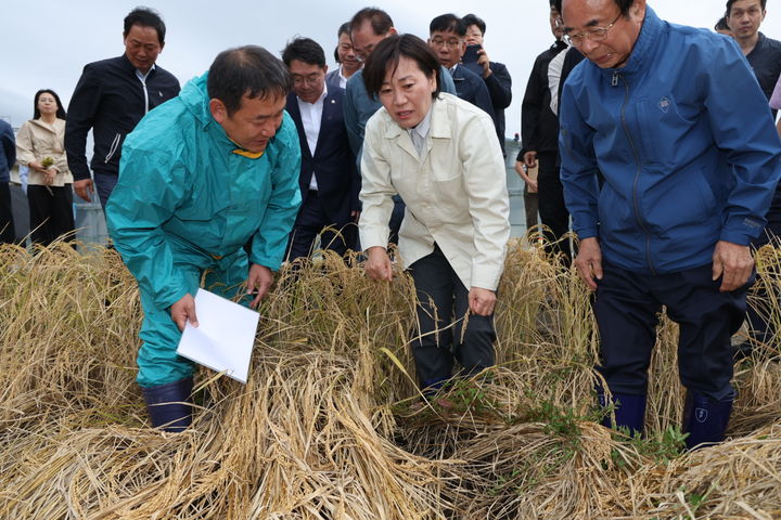 [서울=뉴시스] 전신 기자 = 송미령 농림축산식품부 장관이 1일 전북 임실의 벼멸구 피해현장을 방문해 수확기 작황과 피해 상황을 점검하고 있다. (사진=농림축산식품부 제공)  2024.10.01. photo@newsis.com *재판매 및 DB 금지