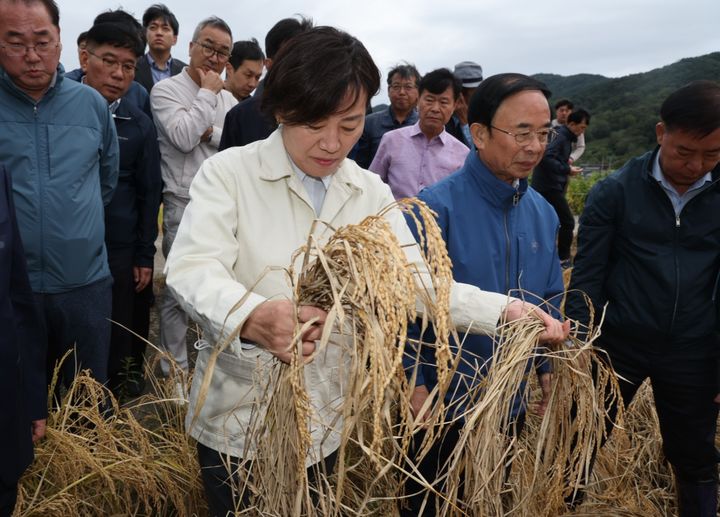 [서울=뉴시스] 전신 기자 = 송미령 농림축산식품부 장관이 1일 전북 임실의 벼멸구 피해현장을 방문해 수확기 작황과 피해 상황을 점검하고 있다. (사진=농림축산식품부 제공)  2024.10.01. photo@newsis.com좌쳐탬 *재판매 및 DB 금지